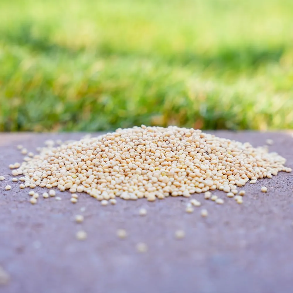 Desert Valley White Millet Seed, All Natural, Non-GMO Premium Wild Bird Food for Cardinals, Finch, Song Birds, Buntings and More (5 Pounds)